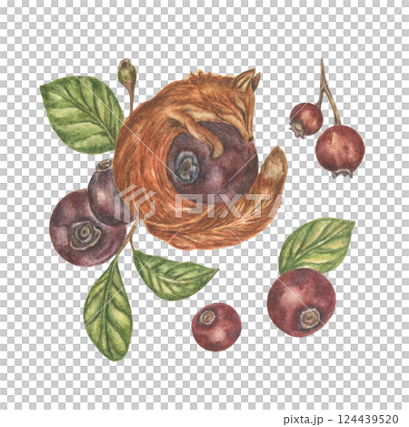 Watercolor illustration of a small red fox hugging blueberries. Fantastic image of an animal among large berries and foliage. A set of vintage-style cliparts for stickers and prints. 124439520