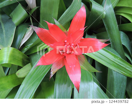 グズマニア グズマニア 124439782