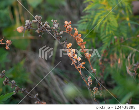 Colorful wildflower stems with dried and blooming blossoms captured in a lush green environment during late afternoon sunlight Colorful wildflower stems with dried and blooming blossoms captured in a lush green environment during late afternoon sunlight 124439899