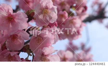 春の陽気に誘われて桜咲く 124440461