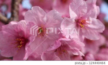 春の陽気に誘われて桜咲く 春の陽気に誘われて桜咲く 124440464