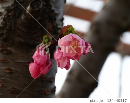 幹から咲いた梅の花 124440517