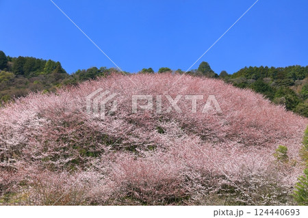 【愛媛県】快晴の陽春桜のドーム（西条市丹原町） 124440693