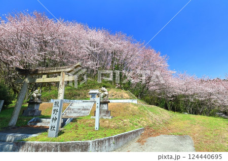 【愛媛県】快晴の陽春桜のドーム（西条市丹原町） 124440695