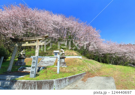 【愛媛県】快晴の陽春桜のドーム(西条市丹原町) 【愛媛県】快晴の陽春桜のドーム(西条市丹原町) 124440697