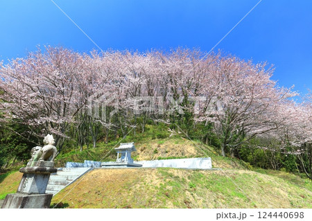 【愛媛県】快晴の陽春桜のドーム（西条市丹原町） 124440698