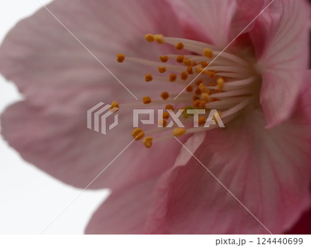 雨に濡れた桜の花びら 雨に濡れた桜の花びら 124440699