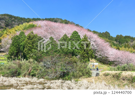 【愛媛県】快晴の陽春桜のドーム(西条市丹原町) 【愛媛県】快晴の陽春桜のドーム(西条市丹原町) 124440700