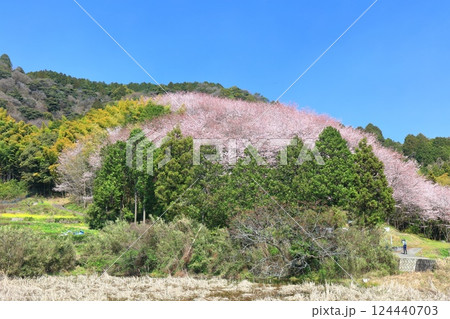 【愛媛県】快晴の陽春桜のドーム(西条市丹原町) 【愛媛県】快晴の陽春桜のドーム(西条市丹原町) 124440703