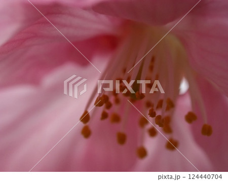 ピンクの花びら ピンクの花びら 124440704