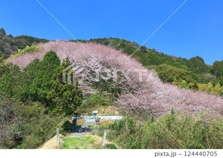 【愛媛県】快晴の陽春桜のドーム(西条市丹原町) 【愛媛県】快晴の陽春桜のドーム(西条市丹原町) 124440705