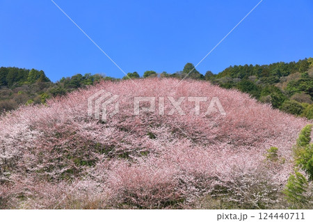 【愛媛県】快晴の陽春桜のドーム（西条市丹原町） 124440711