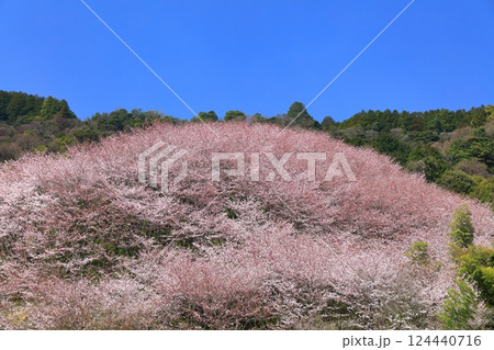 【愛媛県】快晴の陽春桜のドーム(西条市丹原町) 【愛媛県】快晴の陽春桜のドーム(西条市丹原町) 124440716