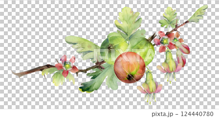 Gooseberry berries leaves flower buds hanging on thorny branch, ripe garden juneberry casseille currant. Cut out botanical illustration watercolor hand drawn. Home preserves cookbook, farmer calendar 124440780