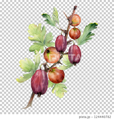 Gooseberry Currant hanging on thorny branch with leaves, ripe garden berry juneberry casseille. Isolated botanical illustration watercolor hand drawn. Home preserves cookbook, grocery store stationery Gooseberry Currant hanging on thorny branch with leaves, ripe garden berry juneberry casseille. Isolated botanical illustration watercolor hand drawn. Home preserves cookbook, grocery store stationery 124440782