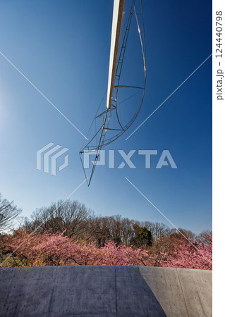 港北ニュータウン・茅ヶ崎公園のカワヅザクラ 港北ニュータウン・茅ヶ崎公園のカワヅザクラ 124440798