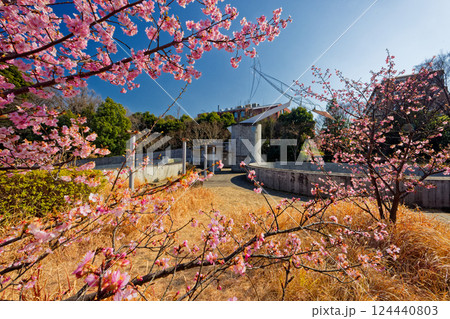 港北ニュータウン・茅ヶ崎公園のカワヅザクラ 港北ニュータウン・茅ヶ崎公園のカワヅザクラ 124440803