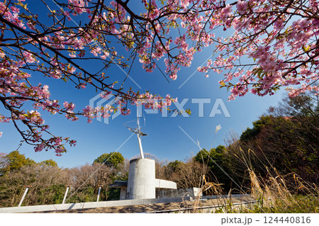 港北ニュータウン・茅ヶ崎公園のカワヅザクラ 124440816