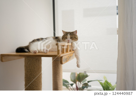 pet care concept with scottish cat relax and sleep in living room 124440987