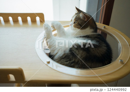 pet care concept with scottish cat relax and sleep on bed in bedroom pet care concept with scottish cat relax and sleep on bed in bedroom 124440992