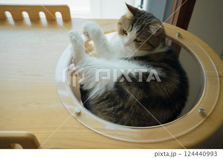 pet care concept with scottish cat relax and sleep on bed in bedroom pet care concept with scottish cat relax and sleep on bed in bedroom 124440993