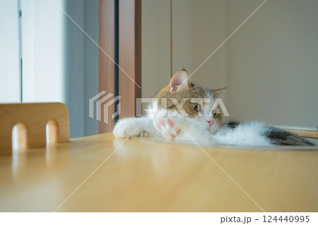 pet care concept with scottish cat relax and sleep on bed in bedroom 124440995