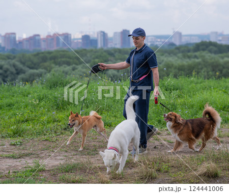 A Caucasian man walks with three dogs. Dog walker. 124441006