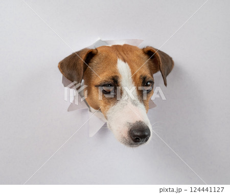 A funny Jack Russell Terrier dog sticks out from a light gray cardboard background. Copy space. A funny Jack Russell Terrier dog sticks out from a light gray cardboard background. Copy space. 124441127