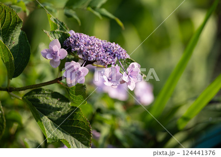 雨に濡れたアジサイ 124441376