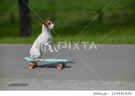 Jack Russell Terrier dog rides a penny board in the park.  124441420