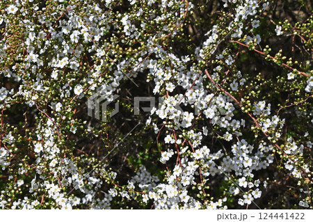 ユキヤナギ（雪柳） 124441422