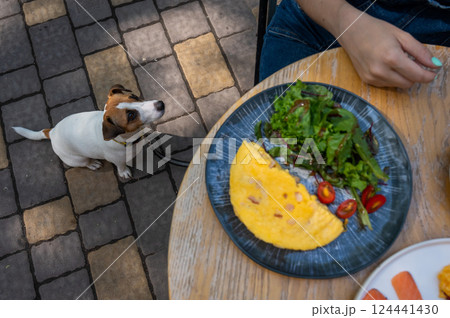 Jack Russell begging the owner in a street cafe. Woman having breakfast in dog friendly outdoor cafe.  124441430
