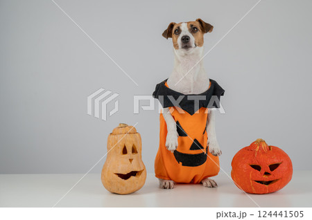 Jack Russell Terrier dog in pumpkin costume next to two jack o lanterns on white background. Jack Russell Terrier dog in pumpkin costume next to two jack o lanterns on white background. 124441505