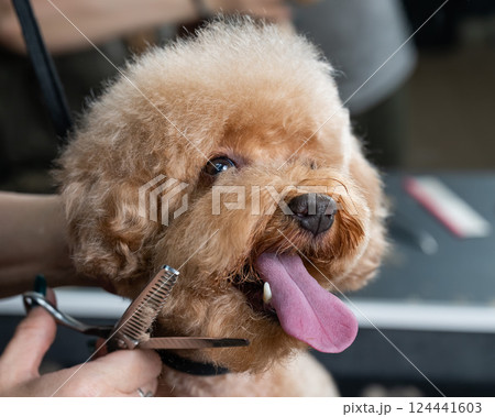 Groomer grooming a chocolate mini poodle.  124441603
