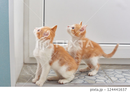 Two red-haired cats saw something interesting. Lifestyle. 124441637