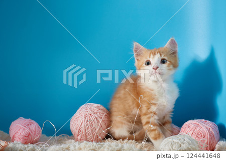 Kitten sits next to balls of knitting wool on a blue background for copyspace. 124441648