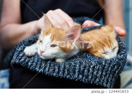 Hands of a young woman strokes two cute kittens lying on her lap. 124441653