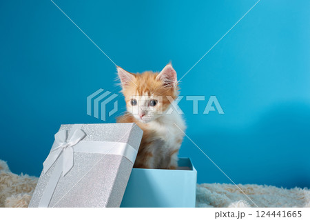 Red kitten in a blue box. Cute cat on the background with a place for text. Copy space Red kitten in a blue box. Cute cat on the background with a place for text. Copy space 124441665