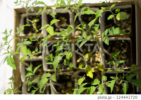 tomato sprouts in seedlings on the windowsill. High quality photo 124441720