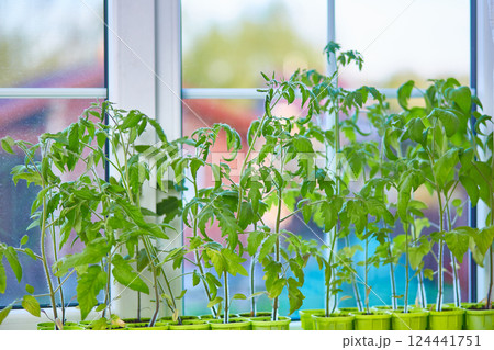 Tomato seedlings on the window of the house. Tomato seedlings on the window of the house. 124441751