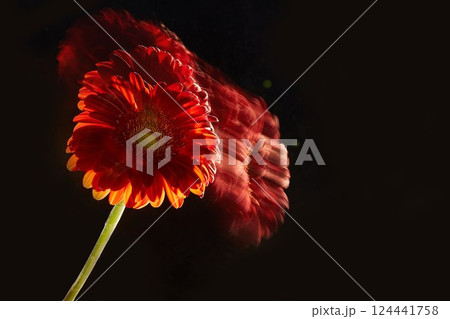 gerbera flower on a black background. 124441758