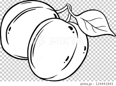Apricot Fruit with Leaves Outline Illustration. 124441843