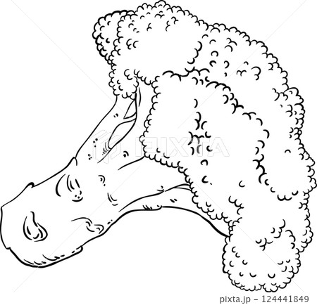 Broccoli Vegetable Outline llustration. 124441849
