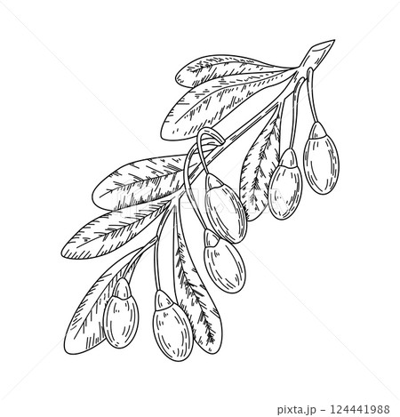 Vintage berry. Natural branch. Juicy fruits and leaves. Summer healthy food. Ripe vitamin harvest. Jam fresh ingredient. Sea buckthorn. Honeysuckle plant. Botanical element. Vector graphic drawing Vintage berry. Natural branch. Juicy fruits and leaves. Summer healthy food. Ripe vitamin harvest. Jam fresh ingredient. Sea buckthorn. Honeysuckle plant. Botanical element. Vector graphic drawing 124441988