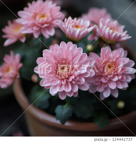 鉢植えのピンクの菊　AI画像 124442737