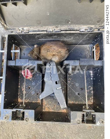 トラップに捕まったクマネズミ トラップに捕まったクマネズミ 124442745