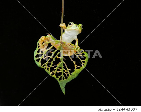 絶景を楽しむアマガエル君 124443007