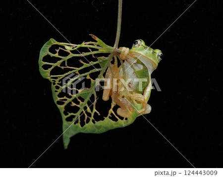 虫に食われた葉に乗って 124443009