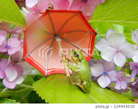 紫陽花に誘われて 124443010