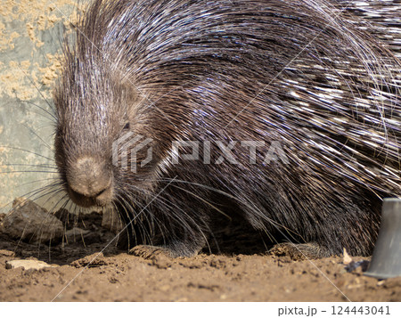 茶臼山動物園のヤマアラシ 124443041